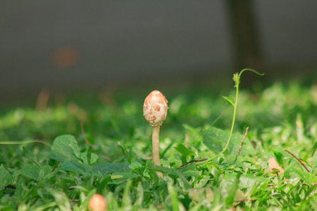 A type of wild mushroom grows out of a damp lawn.の写真素材