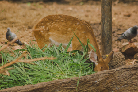 The deer is raised in the zoo. Which the deer is classified as a mammal Has a long, rough brown hairの写真素材
