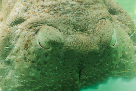 Hippopotamus's nose is in the waterの写真素材