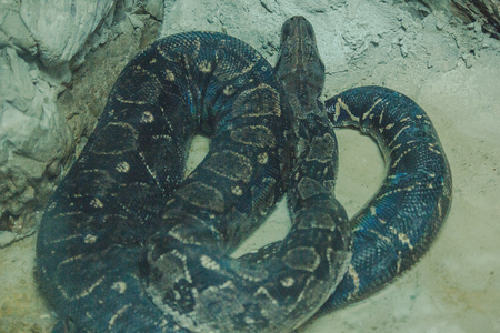 The Boa Constrictor is a beautiful snake. Which can be found in the tropics of North and South Americaの写真素材