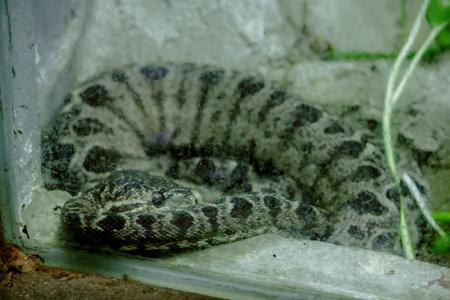 Amazonlan Tree Boa Snake is non-venomous snake found in South America.