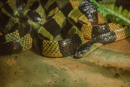 Bungarus fasciatus is a kind of poisonous snake. Found in Southeast Asia To East Asiaの写真素材