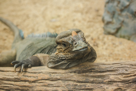 Rhinoceros Iguana is a rare wild animal.
Which is featured on the large head that has a horn on the nose like a rhino hornの写真素材