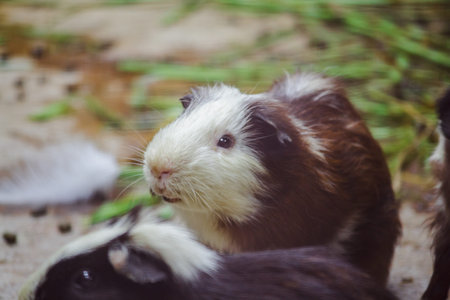 Guinea pig is a mammal From the cuteness, therefore brought as a petの写真素材