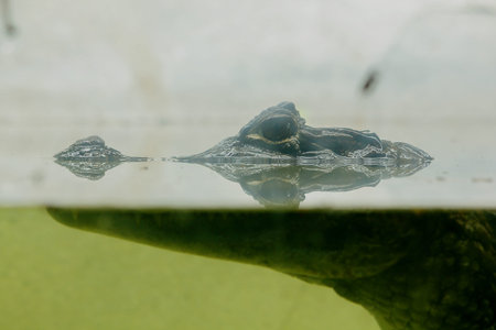 Crocodile is in the waterIs the rank of reptiles Is a large predatory animalCrocodiles are considered animals at the top of the food chain.の写真素材