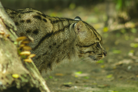 Fishing cat walking on the floor
Classified as a mammal Small tiger Having a short and rough body hair with gray color With dark brown spots in parallelの写真素材