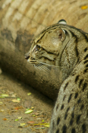 Fishing cat is a mammal. Small tiger subspecies Slightly larger than domestic cats