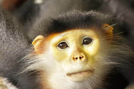 Red-shanked Douc Langur in the cage
Red-shanked Douc Langur has a very eye-catching color.
Classified as the most beautiful Langur in the world According to the body, there are 5 contrasting colors.の写真素材