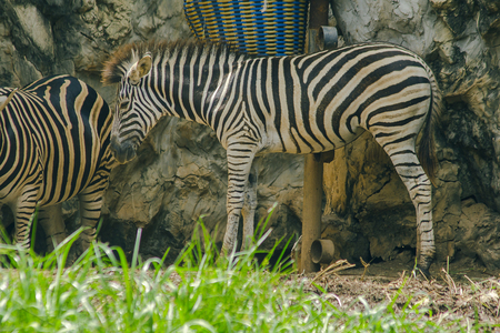 The zebra has black stripes alternating with white stripes.の写真素材