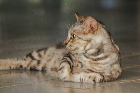 Small kittens, gray, lying on the floor lookingの写真素材