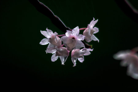 The Small Lipped Dendrobium flowers are light pink in color. Flowers into a bouquet Will be found...