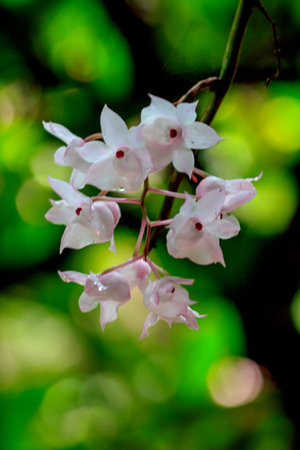 The Small Lipped Dendrobium flowers are light pink in color. Flowers into a bouquet Will be found...