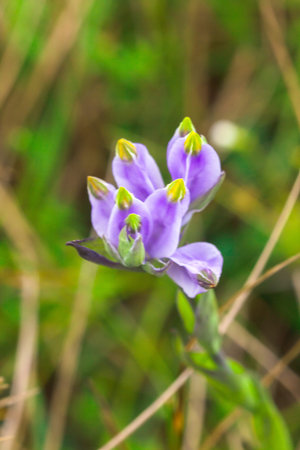 Burmannia disticha is a biennial plant in nature. The flowers are purple to blue-purple. The...
