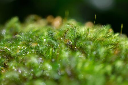 Drops of water are at the ends of the moss leaves.の写真素材