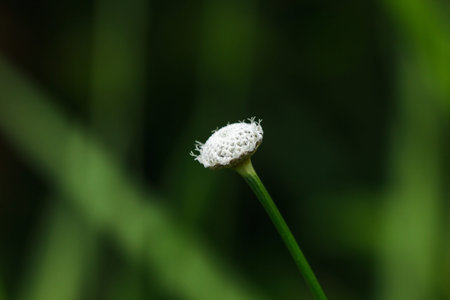 Melampodium leucanthum in nature has small white flowers Is a shrub covering the ground 
