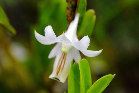 Dendrobium ellipsophyllum, white petals found in dry evergreen forestの写真素材