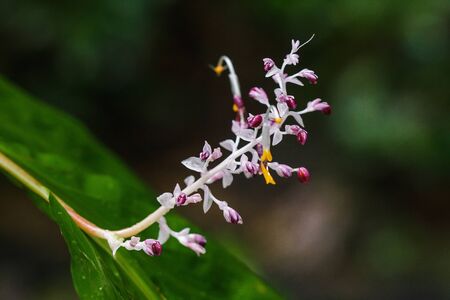 Globba winitii, a purple inflorescence, is a plant with an underground trunk.の写真素材