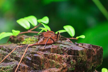 Mecopoda elongata in nature has a brown body Wings decorated with black dotsの写真素材