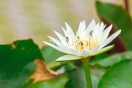 Bees and white lotus flowers are blooming beautifully.の写真素材