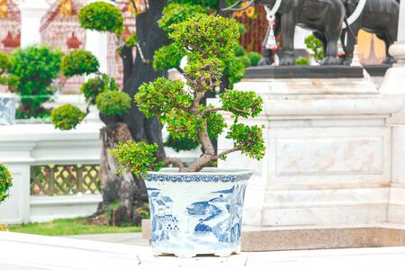 Bonsai in pots placed on a white wallの写真素材