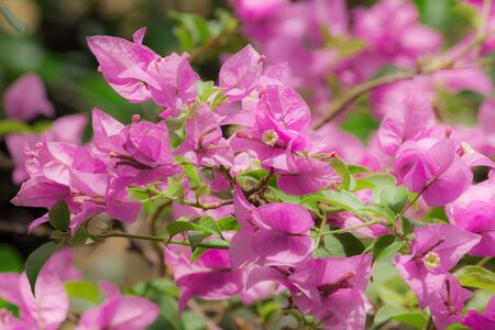 Bougainvillea, pink, bouquet of flowers, axillary or branch
Each bouquet has 3 flowers. It is a perennial shrub type.の写真素材