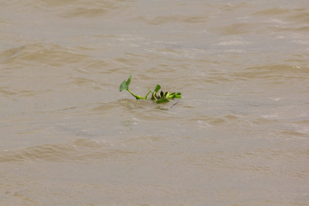 Water Hyacinth floating in the river Can live in all water conditions
