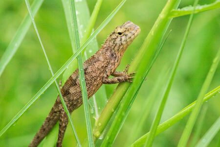 Yellow lizards are on the grass in nature.の写真素材