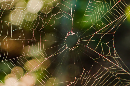 Spider webs reflect the morning sunlight in nature.