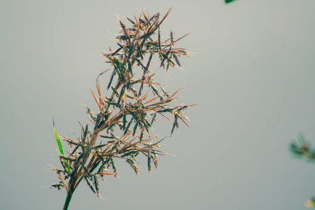 Natural dry grass in summer A biennial plant and a weed