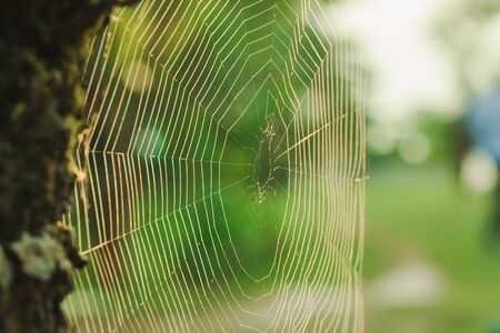 Spider webs reflect sunlight in the morning.の写真素材