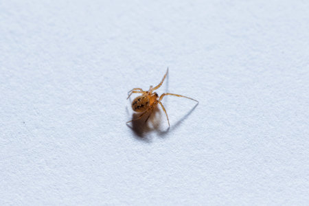 A small brown spider on the ground