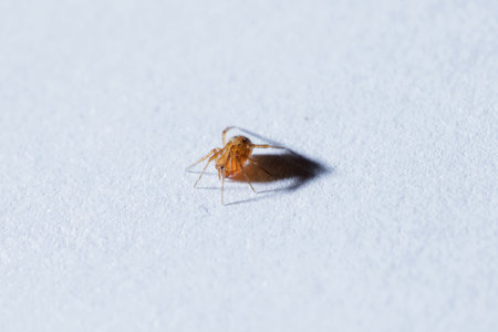 A small brown spider on the ground