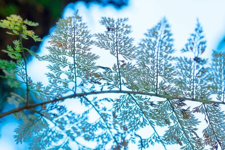 Fern leaves in the forest affect the morning sun.の写真素材