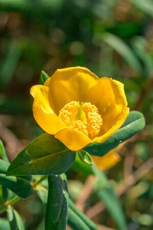 Hypericum hookerianum Wight is a rare area found in the evergreen forest. In Thailand, found only in the northの写真素材