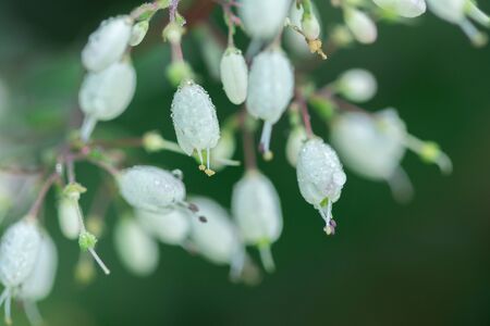 tiny white flowers in tropical forests of Thailandの写真素材