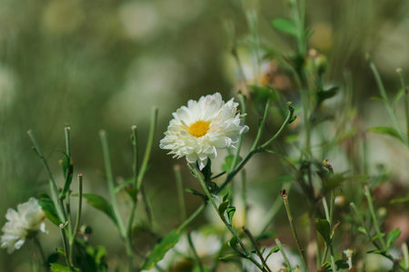 White flower fields, Dendranthema morifolium, cultivated in the highlands of Thailand For sale as...