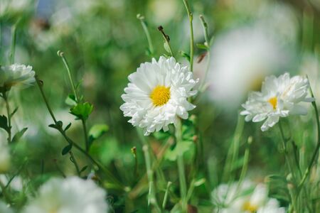 White flower fields, Dendranthema morifolium, cultivated in the highlands of Thailand For sale as fresh and dried flowersの写真素材