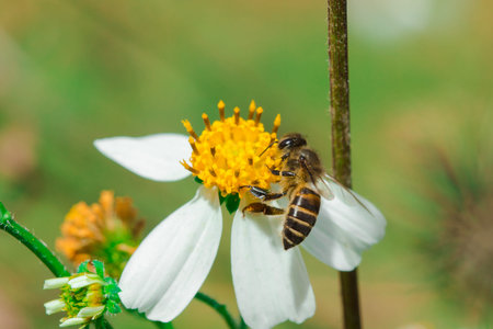 The bees are on Bidens pilosa that is blooming in nature.