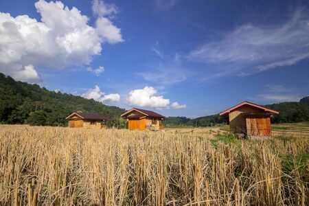 Three cottages in the middle of rice fields That has already harvested productsの写真素材