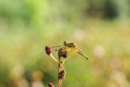 Yellow dragonflies are on the pollen of red flowers in nature.の写真素材