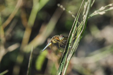 Grasshoppers on the leaves in nature Stop to continue to fly