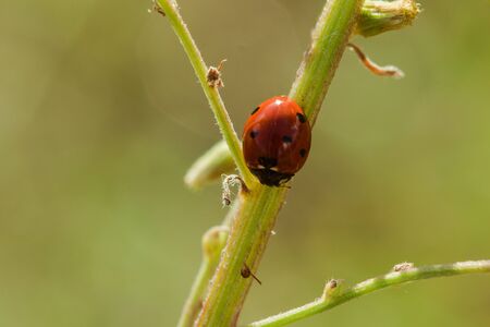 Ladybug on the tree is classified as a scarab Invertebrate There are many types and colors.の写真素材