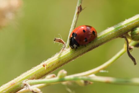 Ladybug on the tree is classified as a scarab Invertebrate There are many types and colors.の写真素材