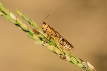Small grasshoppers on the rice plant in nature