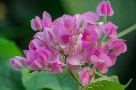 Antigonon leptopus Hook is a beautiful bouquet of flowers.の写真素材