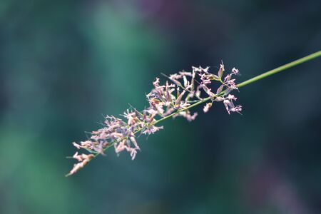 Pollen from the grass in beautiful nature is flowering.の写真素材
