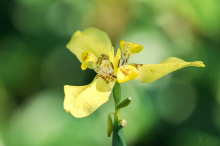 Canna indica yellow, blooming in natureIs a symbolic flower of the day, the Thai King