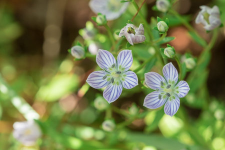Swertia angustifolia is blooming beautifully. Is a rare forest species Grows well in areas with high...