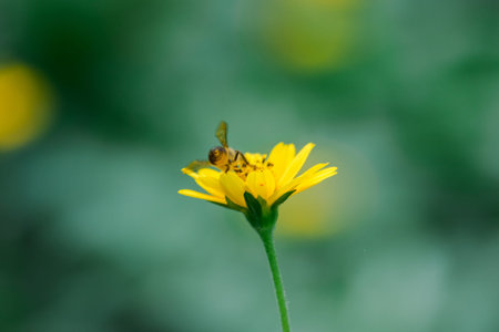 Bees on Wedelia trilobata are blooming beautifully in nature.To suck the sweet waterの写真素材