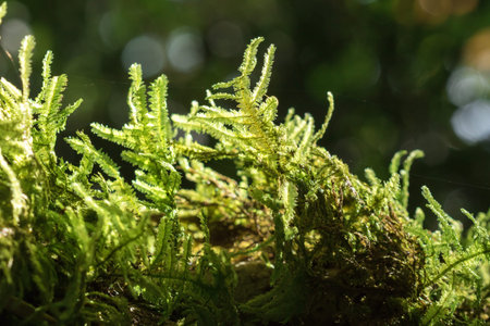 Moss Green on the branches That covers trees, rocks, moist areas